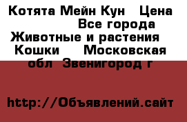 Котята Мейн Кун › Цена ­ 15 000 - Все города Животные и растения » Кошки   . Московская обл.,Звенигород г.